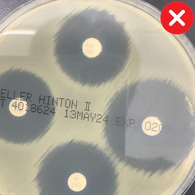 Dish Partially Cut Off