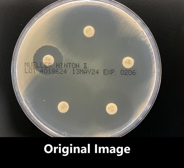 Sample Input Image