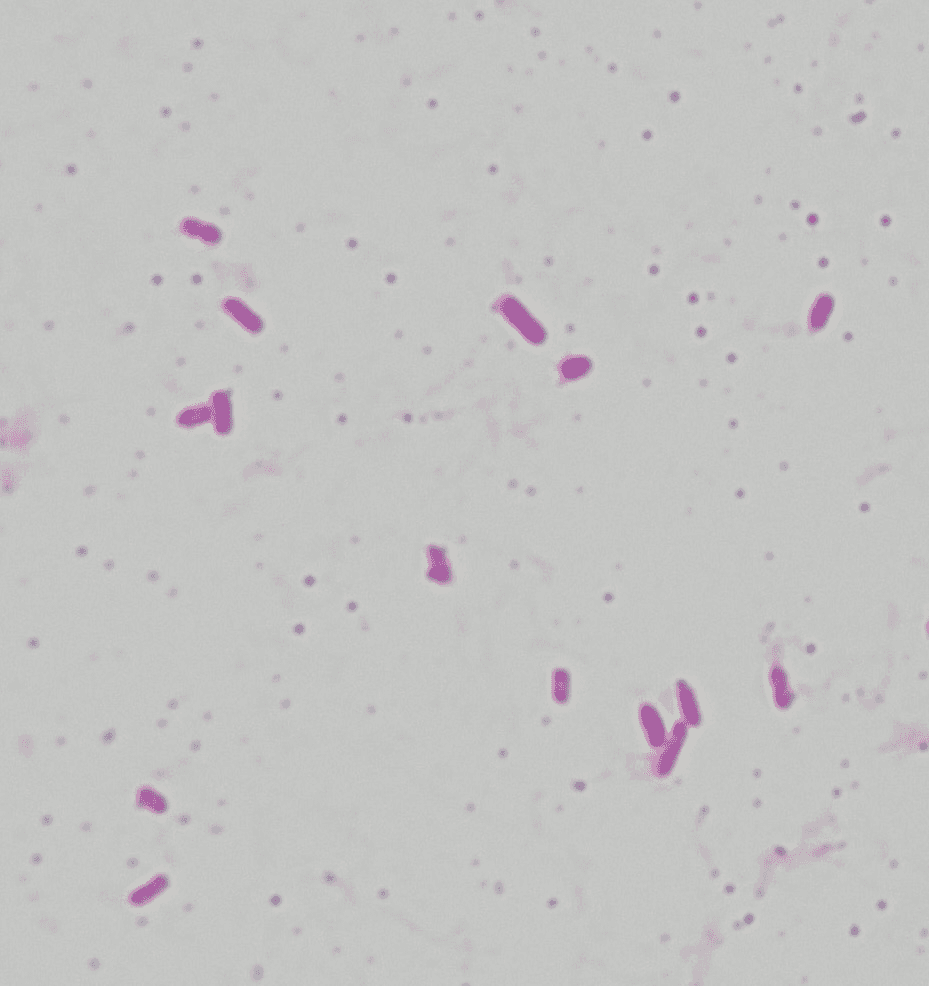 BITTELITE_1 - BiTTE lite - Microbial Analysis BITTELITE_1 logo