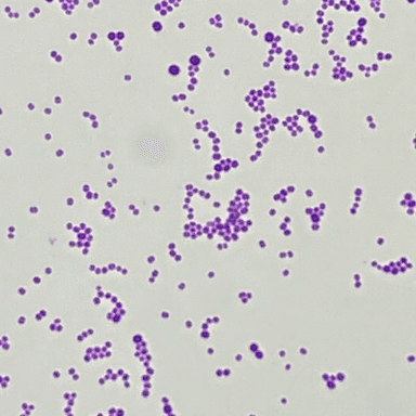 BITTE_1 - BiTTE® - Microbial Analysis BITTE_1 logo