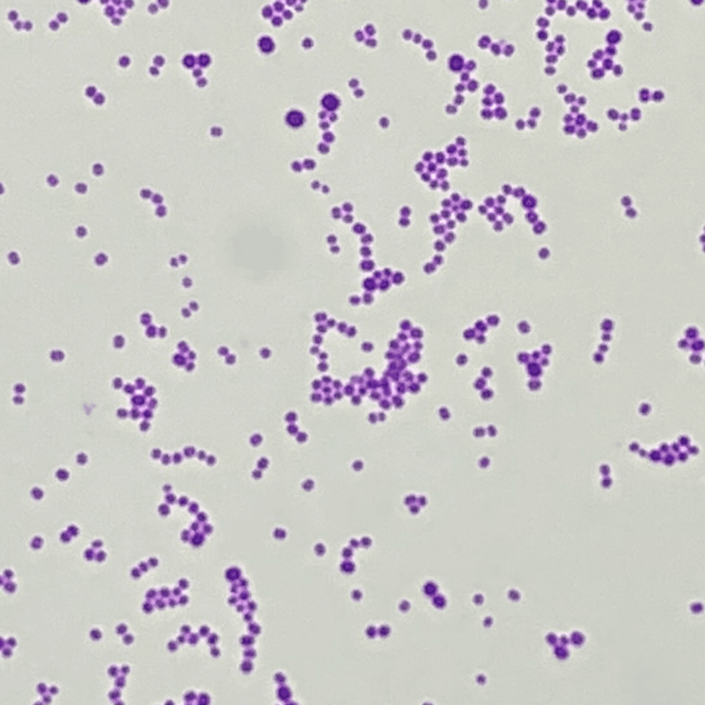 BITTE_1 - BiTTE® - Microbial Analysis BITTE_1 logo