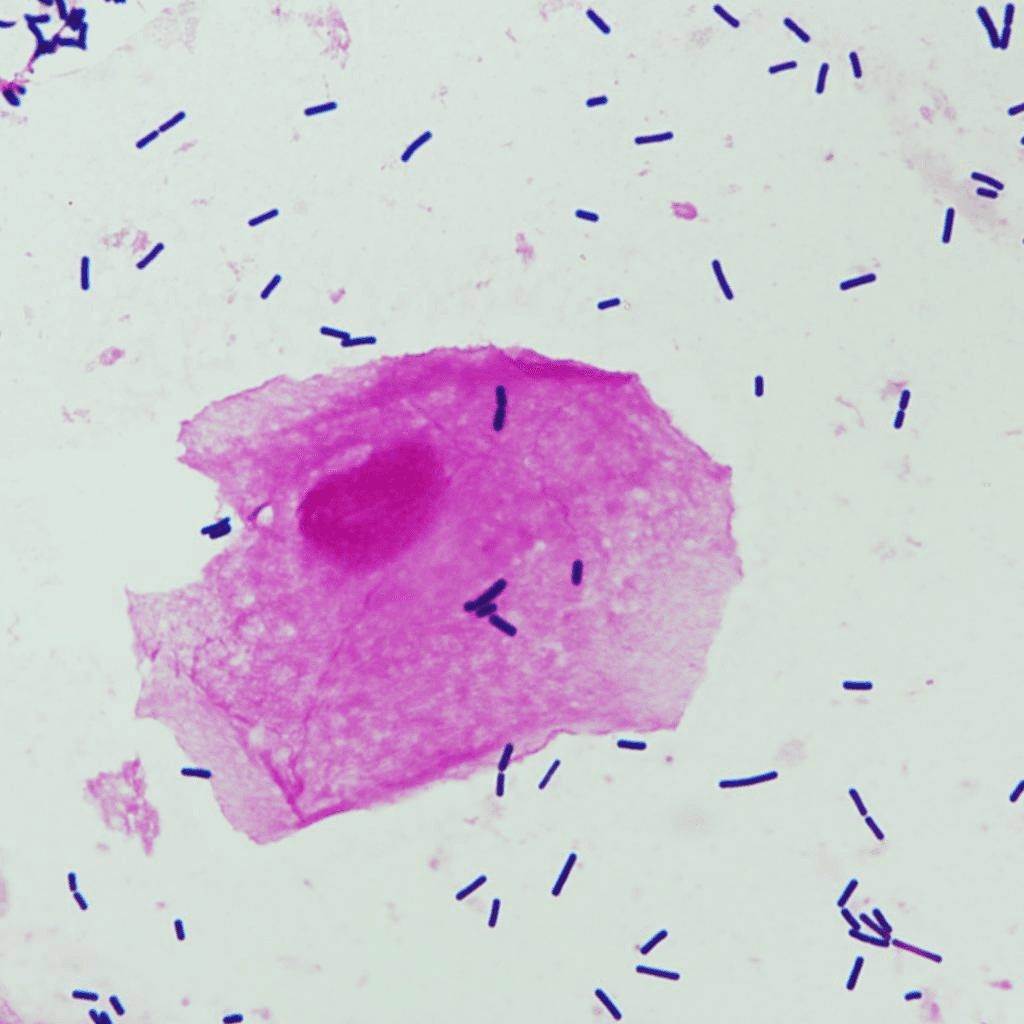 NUGENTSCORE_1 - Nugent Score AI 1.0 NUGENTSCORE_1 logo